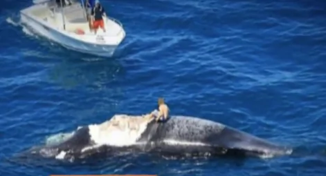 Man ‘Surfs’ Dead Whale (Video)