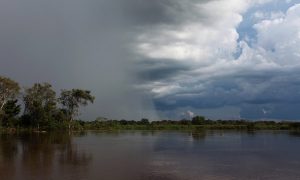 Amazon Forest in Severe Drought Conditions