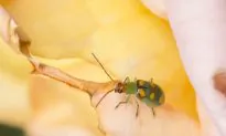 Sound Vibrations and Specialized Odors Could Be Used to Replace Harmful Pesticides
