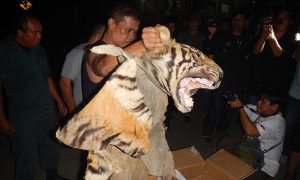 Tiger Traffickers Busted in Indonesia