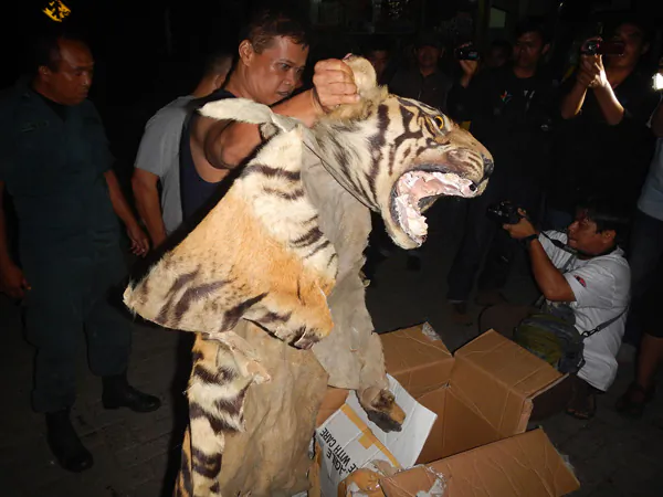 Confiscated tiger parts and suspects. Photo by the WCS Wildlife Crimes Unit. 

