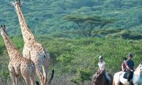 5 Must-See Kenya Safari Spots