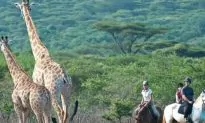 The Top 3 Horse Safaris in South Africa