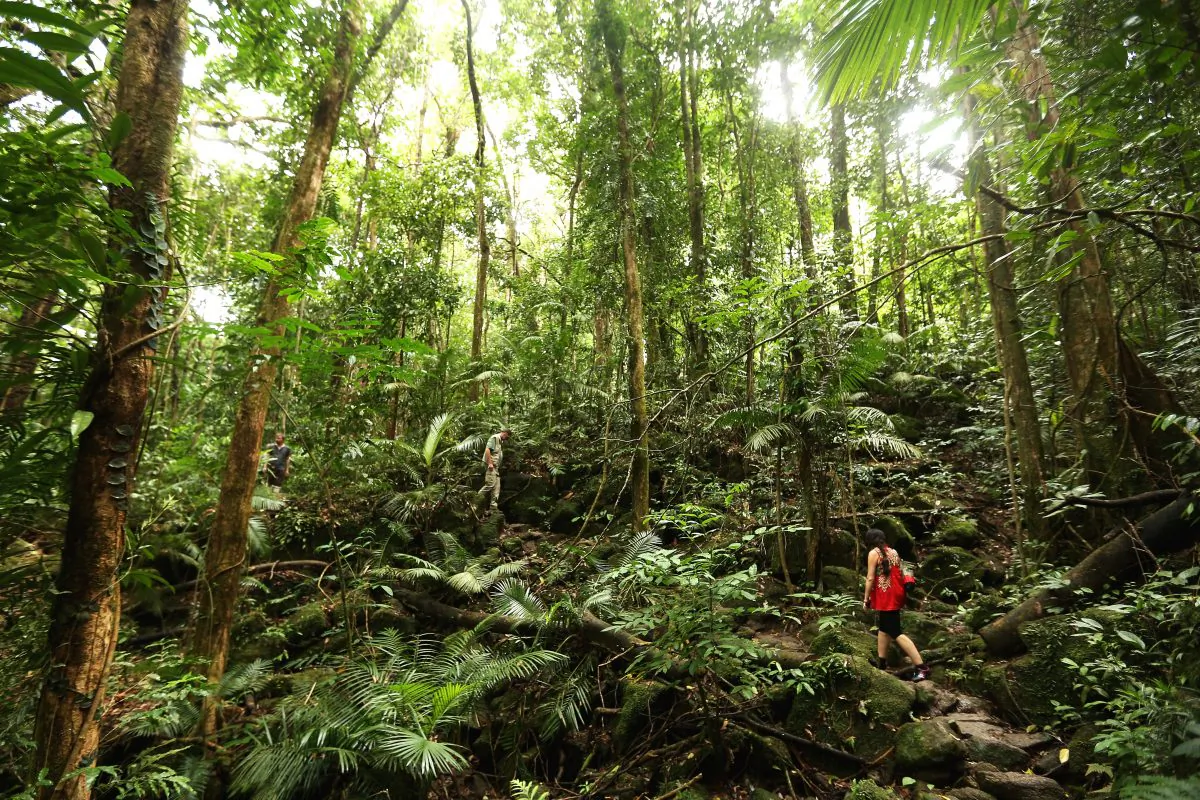 Queensland’s Wet Tropics Skyrail is one way to see wilderness areas but at a cost to wilderness quality. (Mark Kolbe/Getty Images)