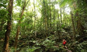 North Queensland Losing $7 Million Each Day Due to Border Closure
