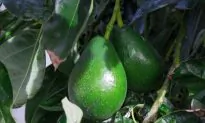 Is Avocado the Perfect Food?