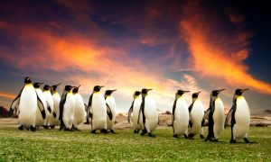 Fun and Free Things to Do in the Falkland Islands