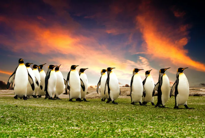 King Penguins in the Falkland Islands via Shutterstock*