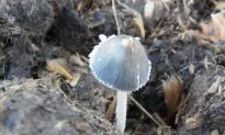 New Antibiotic Found in ‘Horse Poop’ Mushroom