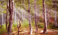 Hiking the Trails of Beskid Sadecki, Poland