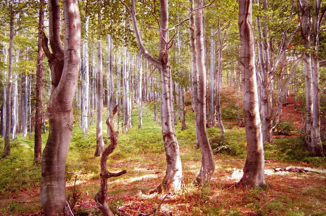 Beskid Sadecki (Tomasz Lisowski, Adventurous Travels)