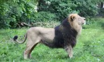 Two Lion Cubs Died in Wells in India