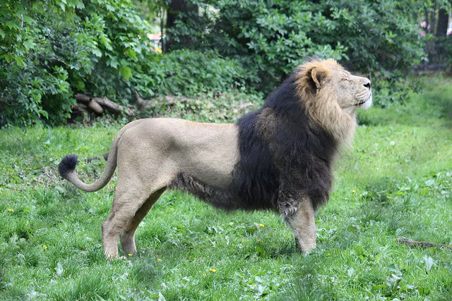 Asiatic Lion (Panthera leo persica) in Chester Zoo, May 2009. (wikimedia.org)