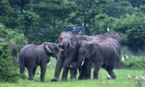 Tech Saving Indian Elephants on the Rails