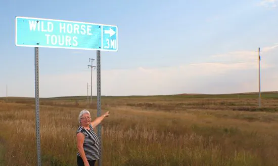 The Last Wild Horses