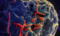 Has Ebola Already Mutated to Evade Detection?