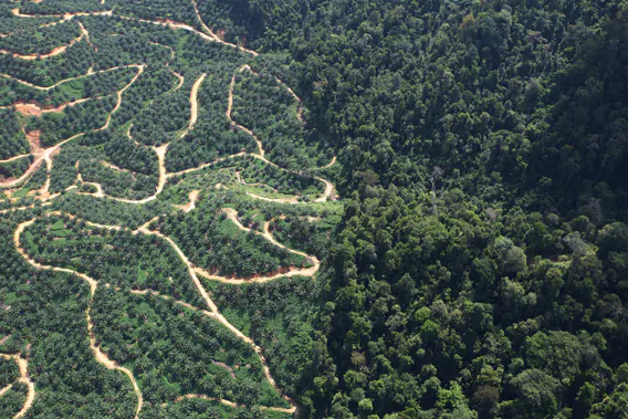 Locals Pay the Price for Palm Oil