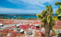 Things to See in the Galapagos Islands