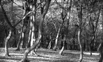 Transylvania’s Haunted Forest, Known as Romania’s ‘Bermuda Triangle’: Hoia Baciu