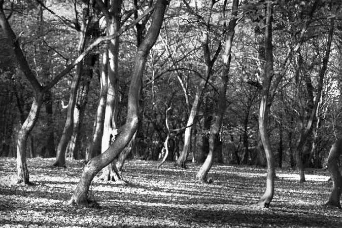 Hoia Baciu (Hoia Forest) in Romania. (Bortescristian via Compfight)