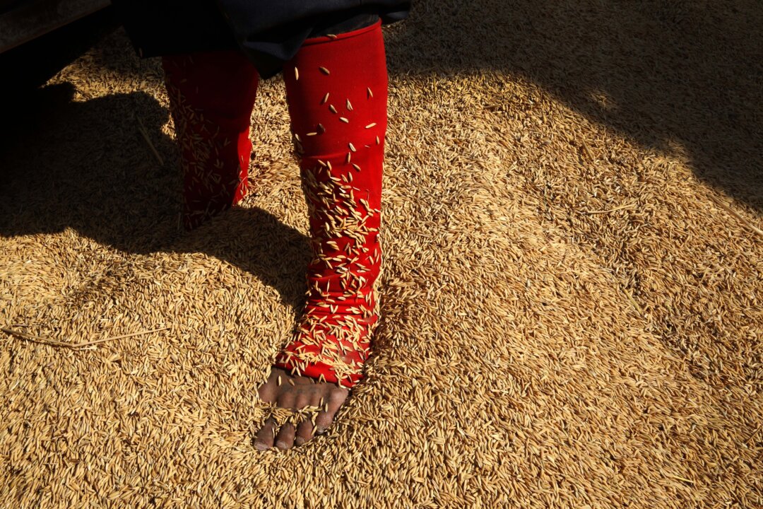 In this Wednesday, Dec. 4, 2013, photo, a Thai worker unloads rice from the truck of a farmer in Thailand.  (AP Photo /Manish Swarup)