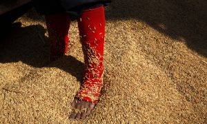 Are We Eating Too Much Arsenic? We Need Better Tests to Know