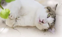 How Catnip Gets Cats High (Video)
