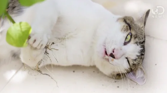 How Catnip Gets Cats High (Video)