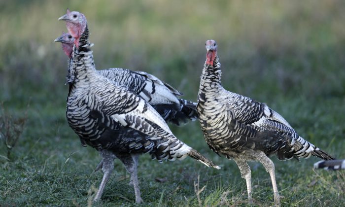 Narragansett turkeys roam a pasture near Trimble, Mo., Wednesday, Nov. 12, 2014. Narragansett turkeys have traditionally been known for their calm disposition, early maturation and excellent meat quality. (AP Photo/Orlin Wagner)