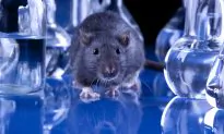Will US Be Able to Follow Europe in Animal Testing Ban?