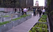 LA Urban Farms Growing Cheap, Healthy, Delicious Food for Residents