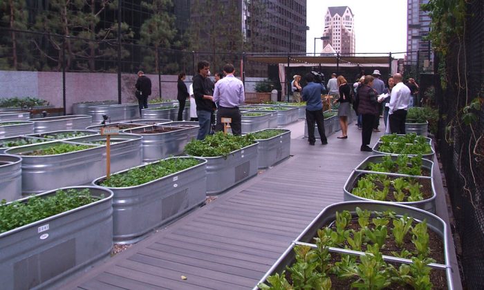 La Urban Farms Growing Cheap Healthy Delicious Food For Residents