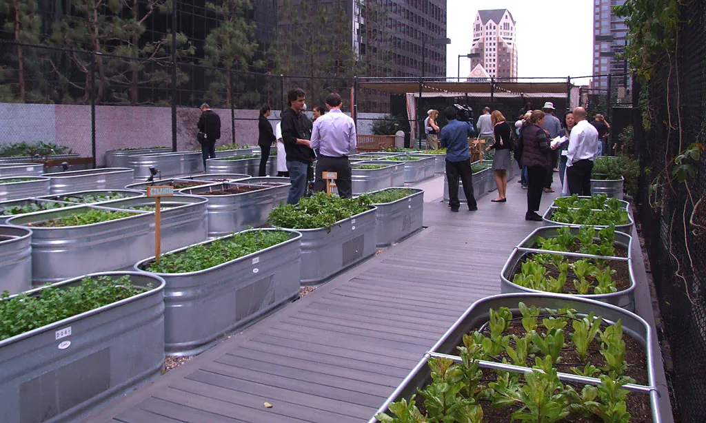 A rooftop garden on the Jonathan Club building in downtown Los Angeles on Nov. 11, 2014. The garden was built by Jason McClain, the executive chef of the Jonathan Club, and the produce is used at the club's restaurant. (Sarah Le/Epoch Times)