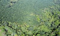 UN to Promote RSPO-certified Palm Oil