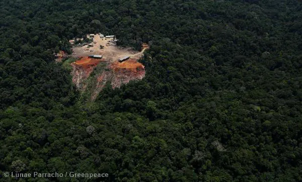 Timber Seized for Greenpeace Investigation