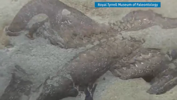 Unearthed by Floods: New Dino Species? (Video)