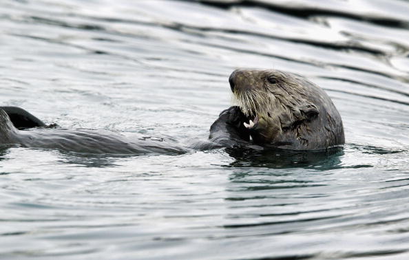  A sea otter feeds, April 6, 2004, near Valdez, Alaska. (Photo by David McNew/Getty Images)