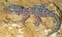 New Gecko Described in Madagascar