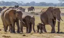 Elephants Know When It’s Raining 150 Miles Away, Study Shows