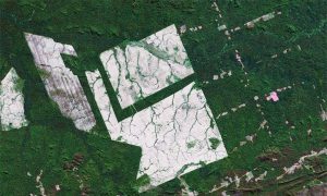 Brazilian Deforestation Rises