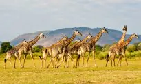 5 Great Reasons to Visit Zambia
