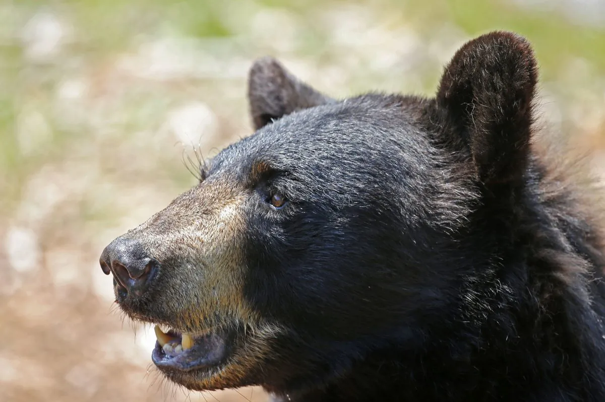 A black bear is seen at the Maine Willdlife Park in New Gloucester, Maine, on July 25, 2014. (AP Photo/Robert F. Bukaty, File)