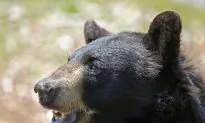 The Return of the Black Bears 