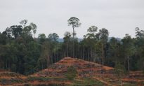Palm Oil Giant Suspends Supplier