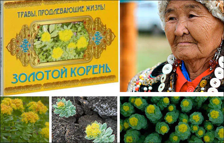 Images of golden root and an elderly Siberian lady. The benefits of golden rod long known in Russian folk medicine are now being proven in tests and spreading around the world. (The Siberian Times)