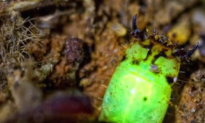 Mysterious Glow Worms Found in the Amazon (Video)