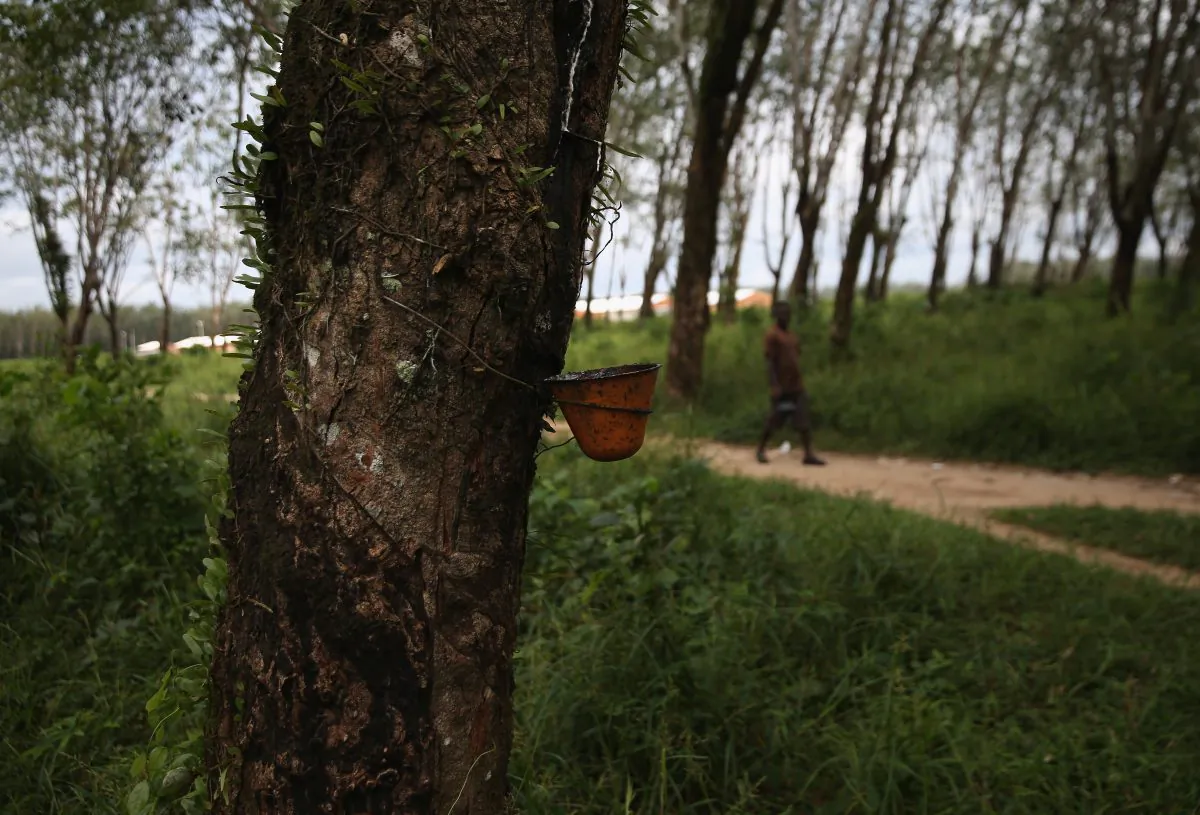 Sap drains into a cup on the Firestone rubber tree plantation on Aug. 24, 2014, in Dolo Town, Liberia. (John Moore/Getty Images)