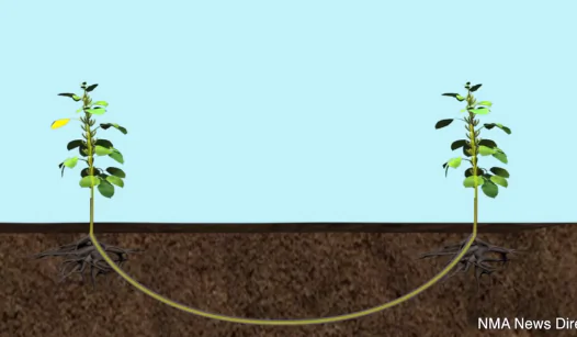 Plants Communicate Through Their Own Underground Network (Video)