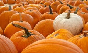 Pumpkin Seeds Do a Body Good