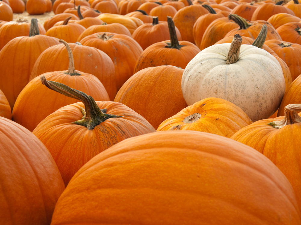 Pumpkin is a native of the Americas, and was revered by tribes throughout the region as a valuable food and medicine.  (Shutterstock/mguttman)